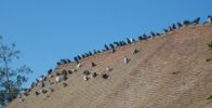 pigeons_1419.JPG