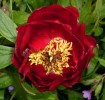 pivoine_0236.JPG