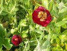 pivoine_474.JPG