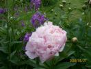 pivoine_723.JPG