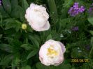 pivoine_727.JPG