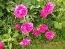 pivoine_761.JPG