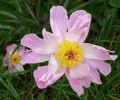 Nom du fichier=pivoine_780.JPG
Taille du fichier=141Ko
Dimensions : 700x581
Ajouté le : 13 Juin 2013 pivoine_780.JPG