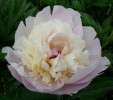 Nom du fichier=pivoine_814.JPG
Taille du fichier=137Ko
Dimensions : 700x618
Ajouté le : 19 Juin 2013 pivoine_814.JPG