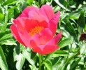 pivoine__097.JPG