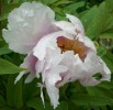 pivoine_arborescente_I0192.JPG
