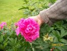 pivoine_main_760.JPG
