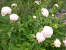 pivoine_pâle_762.JPG