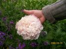 pivoine_pale_main_759.JPG