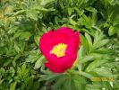 pivoine_simple_711.JPG