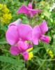 pois_fleur_I0655.JPG
