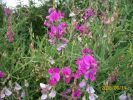 Nom du fichier=pois_fleurs_1280.JPG
Taille du fichier=77Ko
Dimensions : 446x334
Ajouté le : 11 Août 2008 pois_fleurs_1280.JPG