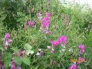pois_fleurs_1281.JPG