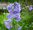 polemonium_88.JPG