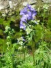 polemonium_971.JPG