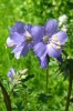 polemonium_I0308.JPG