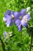 polemonium_I0308.JPG