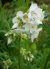 polemonium__0237.JPG