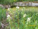polemoniums_443.JPG