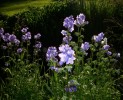 polemoniums_I3445.JPG