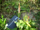 Nom du fichier=polygonum_affine_kabouter_401.JPG
Taille du fichier=143Ko
Dimensions : 699x524
Ajouté le : 09 Septembre 2012 polygonum_affine_kabouter_401.JPG