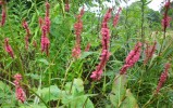 polygonum_amplexicaule_305.JPG