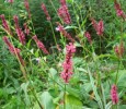 polygonum_amplexicaule_306.JPG