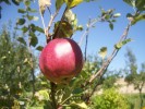 pomme_calville_rouge_3276.JPG