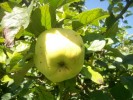 pomme_reinette_canada_3282.JPG