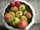 pommes_des_moissons_et_prunes_2830.JPG