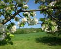 pommier_I0997.JPG