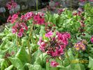 Nom du fichier=primulas_j_444.JPG
Taille du fichier=74Ko
Dimensions : 441x331
Ajouté le : 01 Juillet 2008 primulas_j_444.JPG