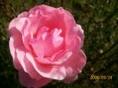 Nom du fichier=queen_elizabeth_1374.JPG
Taille du fichier=64Ko
Dimensions : 439x330
Ajouté le : 24 Septembre 2008 queen_elizabeth_1374.JPG