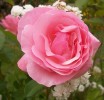 Nom du fichier=queen_elizabeth_3177.JPG
Taille du fichier=91Ko
Dimensions : 731x700
Ajouté le : 03 Août 2009 queen_elizabeth_3177.JPG