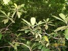 rhododendrons_nades_1118.JPG