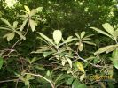 Nom du fichier=rhododendrons_nades_1118.JPG
Taille du fichier=72Ko
Dimensions : 427x320
Ajouté le : 21 Juillet 2008 rhododendrons_nades_1118.JPG