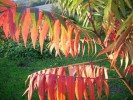 rhus_I0790.JPG