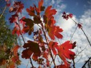 ribes_odorata_004.JPG