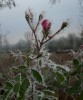 rosa_DSCI4129.JPG