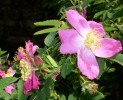 rosa_alpina_pendulina_I3467.JPG