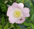 rosa_canina_I1082.JPG