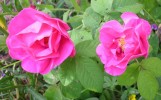 Nom du fichier=rosa_de_provins_gallica11.JPG
Taille du fichier=113Ko
Dimensions : 699x434
Ajouté le : 24 Mai 2011 rosa_de_provins_gallica11.JPG