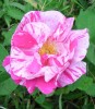 Nom du fichier=rosa_gallica_versicolor_10.JPG
Taille du fichier=134Ko
Dimensions : 609x700
Ajouté le : 24 Mai 2011 rosa_gallica_versicolor_10.JPG