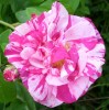 rosa_mundi_I3659.JPG