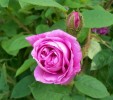 Nom du fichier=rosa_muscosa_2412.JPG
Taille du fichier=125Ko
Dimensions : 613x542
Ajouté le : 25 Mai 2009 rosa_muscosa_2412.JPG