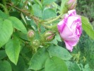Nom du fichier=rosa_muscosa_2419.JPG
Taille du fichier=115Ko
Dimensions : 756x567
Ajouté le : 25 Mai 2009 rosa_muscosa_2419.JPG