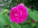 Nom du fichier=rosa_muscosa_2420.JPG
Taille du fichier=101Ko
Dimensions : 780x585
Ajouté le : 25 Mai 2009 rosa_muscosa_2420.JPG