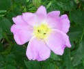 rosa_palustris_173.JPG