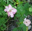Nom du fichier=rose_églantine_semis_DSCI0011.JPG
Taille du fichier=145Ko
Dimensions : 538x513
Ajouté le : 15 Septembre 2009 rose_églantine_semis_DSCI0011.JPG