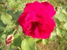 Nom du fichier=rose_2471.JPG
Taille du fichier=113Ko
Dimensions : 806x604
Ajouté le : 25 Mai 2009 rose_2471.JPG